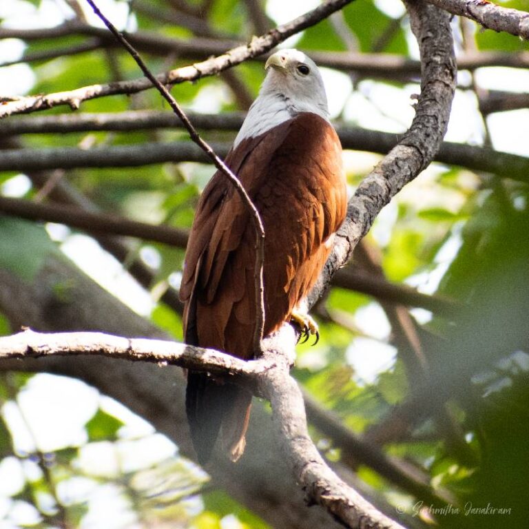 BrahminiKite (2)