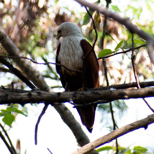 BrahminiKite