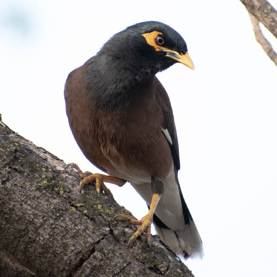 CommonMynah