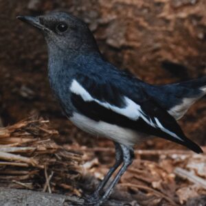 Oriental Magpie Robin | Giclee Print of a Bird Photograph | Photography Prints| Fine Art Print| Archival|Birds of India|Wildlife Photography