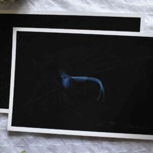 Paradise Flycatcher | Giclee Print of a Bird Photograph | Photography Prints| Fine Art Print| Archival| Birds of India |Wildlife Photography