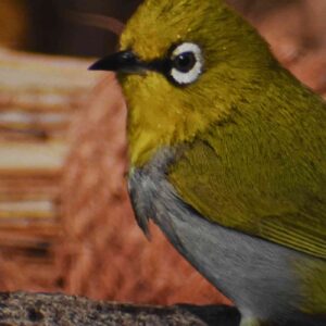 Oriental White Eye | Giclee Print of a Bird Photograph | Photography Prints| Fine Art Print| Archival | Birds of India |Wildlife Photography