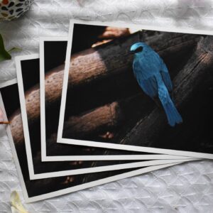 Verditer Flycatcher | Giclee Prints on Canvas of a Bird Photograph | Fine art print | Birds of India | Wildlife Photography | Archival Grade