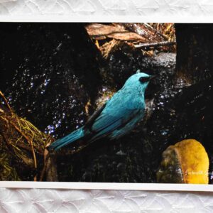 Verditer Flycatcher | Giclee Prints on Canvas of a Bird Photograph | Fine art print | Birds of India | Wildlife Photography | Archival Grade