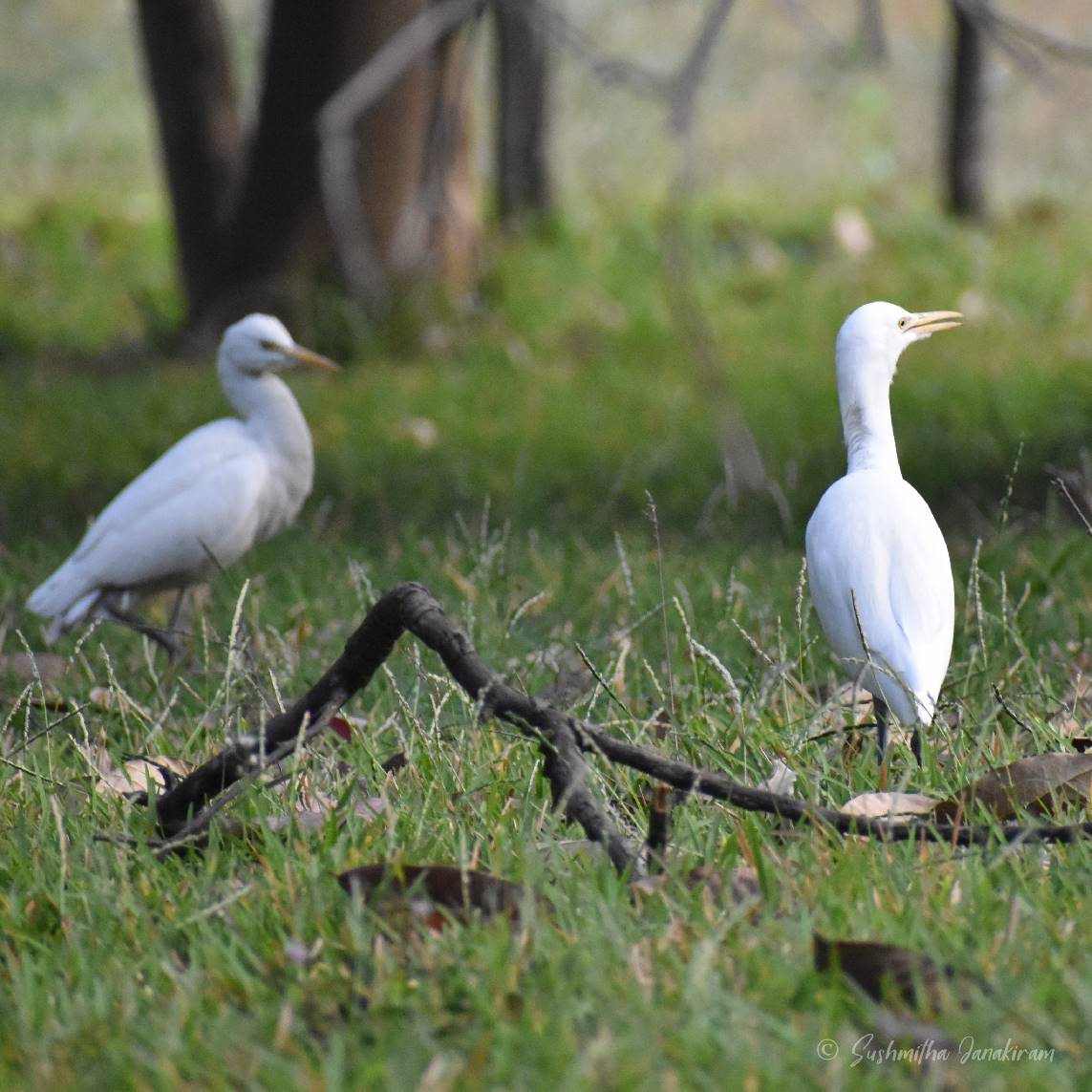 Egret