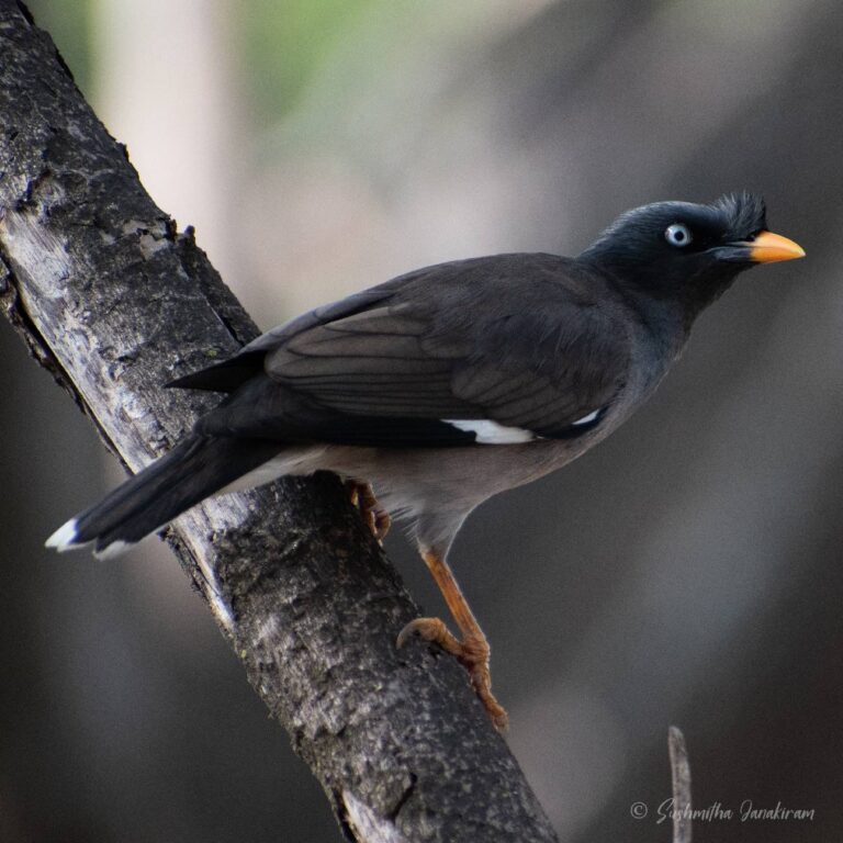 JungleMynah (2)