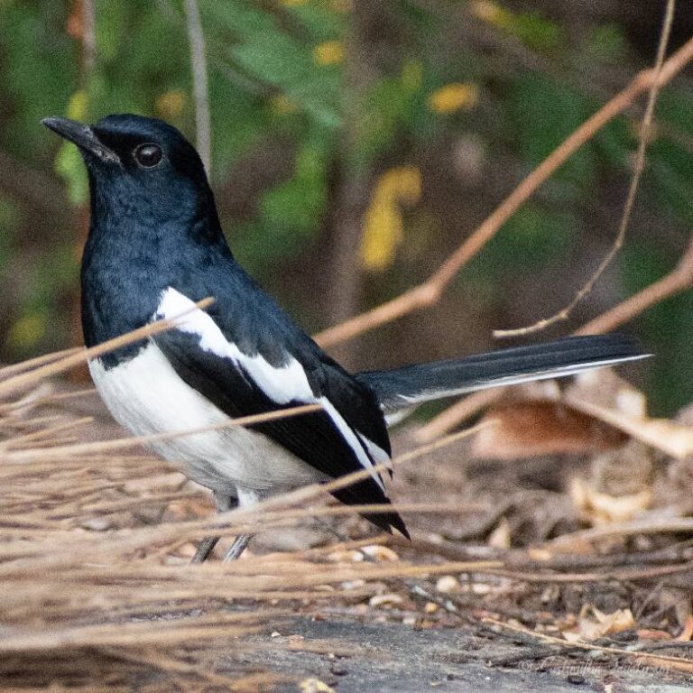 MagpieRobinMale1