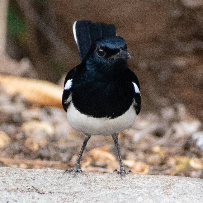 MagpieRobinMale2
