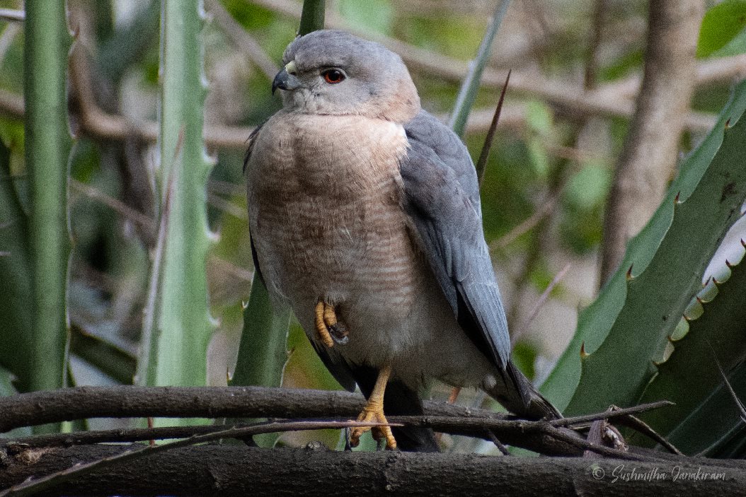 Shikra