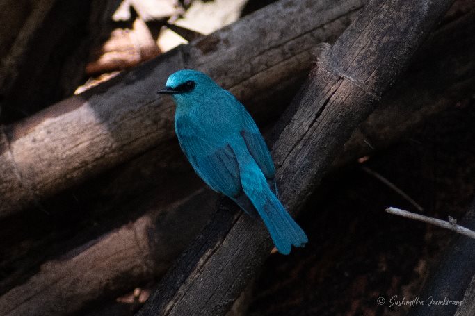 Verditer_Flycatcher_pic1