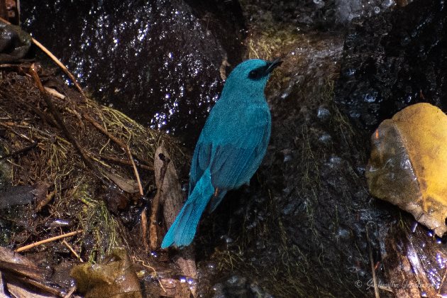 Verditer_Flycatcher_pic2