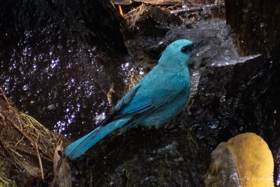 Verditer_Flycatcher_pic3
